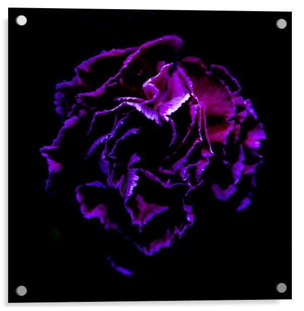 Purple Acrylic by richard downes