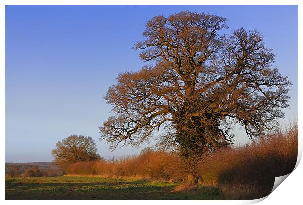 January oak sunset Print by Andrew Watson