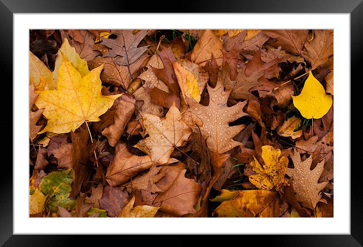 Autumn Leaves Framed Mounted Print by Matt Malloy