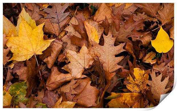 Autumn Leaves Print by Matt Malloy