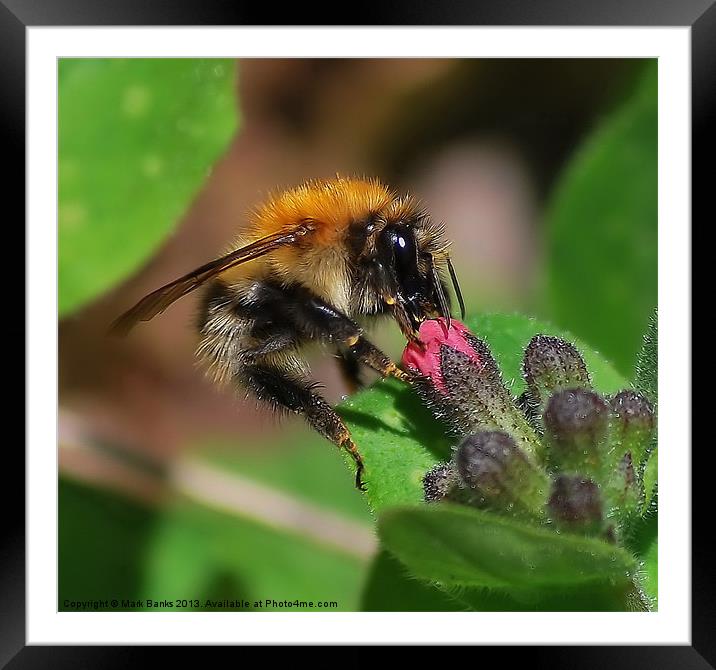Bee Framed Mounted Print by Mark  F Banks