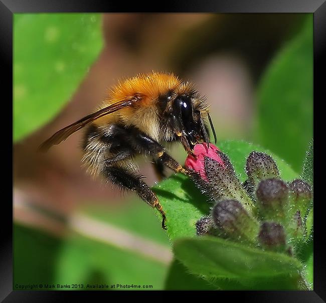 Bee Framed Print by Mark  F Banks