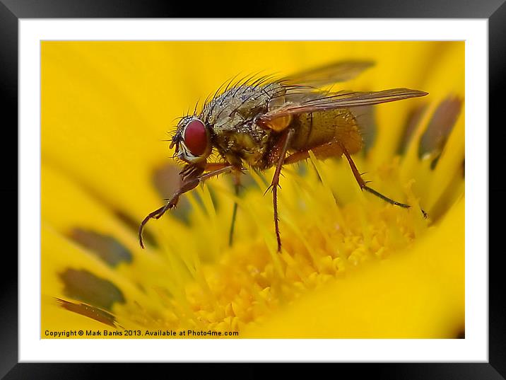 Fly on Flower Framed Mounted Print by Mark  F Banks