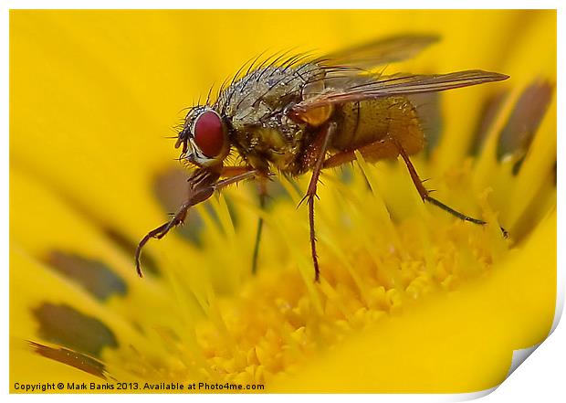 Fly on Flower Print by Mark  F Banks