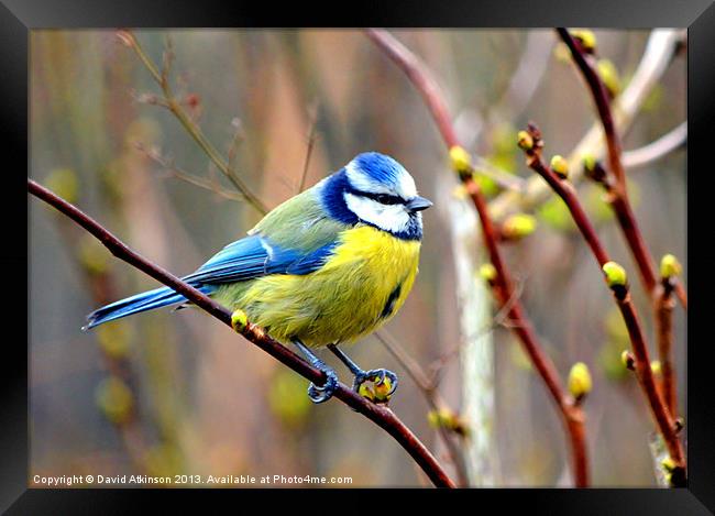 BLUE TIT Framed Print by David Atkinson