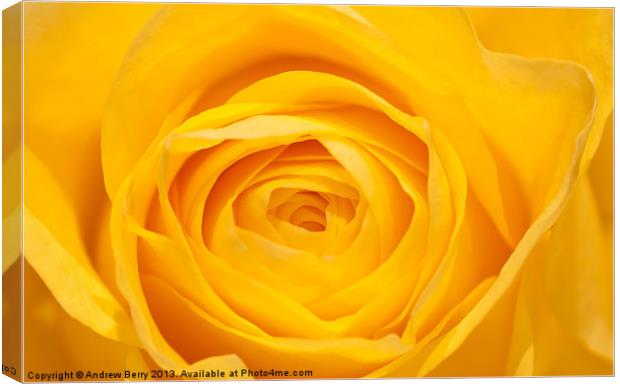 Yellow Rose Closeup Canvas Print by Andrew Berry