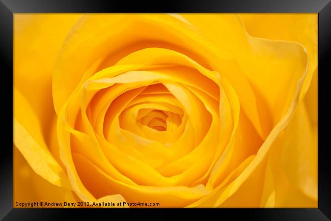 Yellow Rose Closeup Framed Print by Andrew Berry