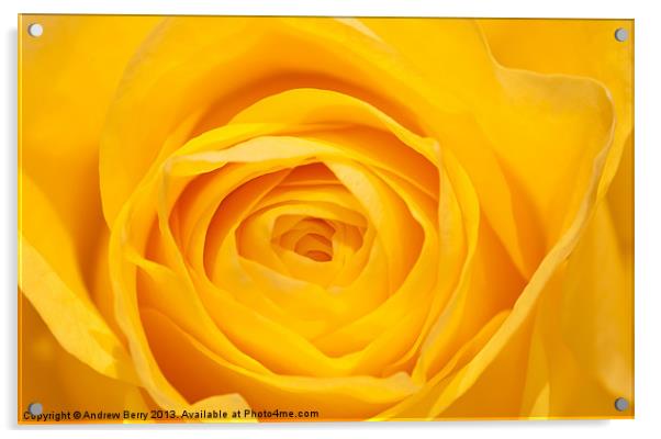 Yellow Rose Closeup Acrylic by Andrew Berry