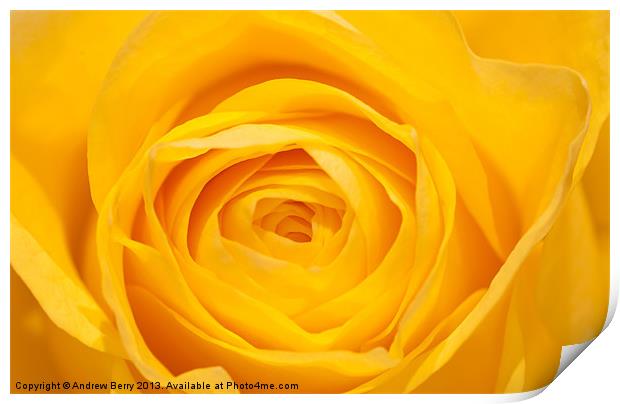 Yellow Rose Closeup Print by Andrew Berry