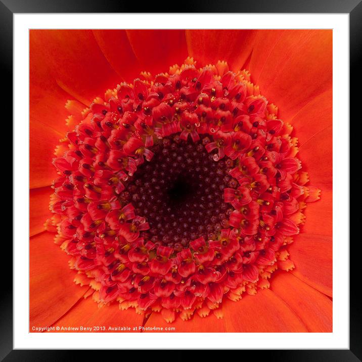 Closeup of Orange Gerbera Framed Mounted Print by Andrew Berry