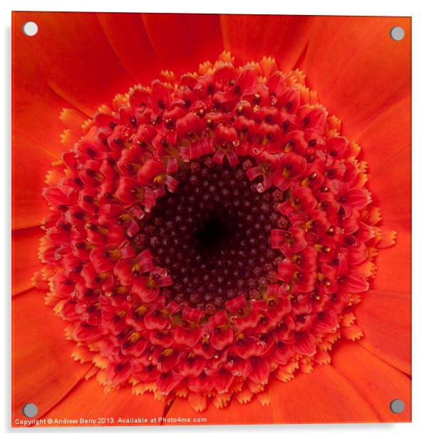 Closeup of Orange Gerbera Acrylic by Andrew Berry