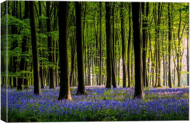 Micheldever Bluebell wood Canvas Print by Oxon Images