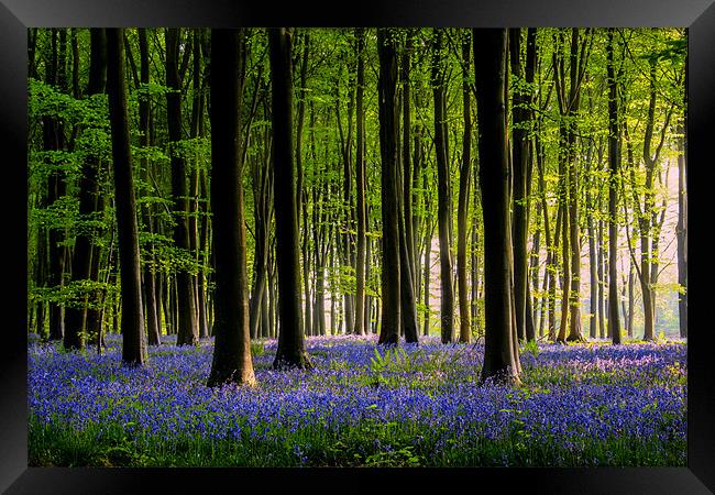 Micheldever Bluebell wood Framed Print by Oxon Images