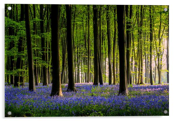 Micheldever Bluebell wood Acrylic by Oxon Images