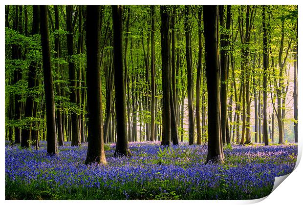 Micheldever Bluebell wood Print by Oxon Images