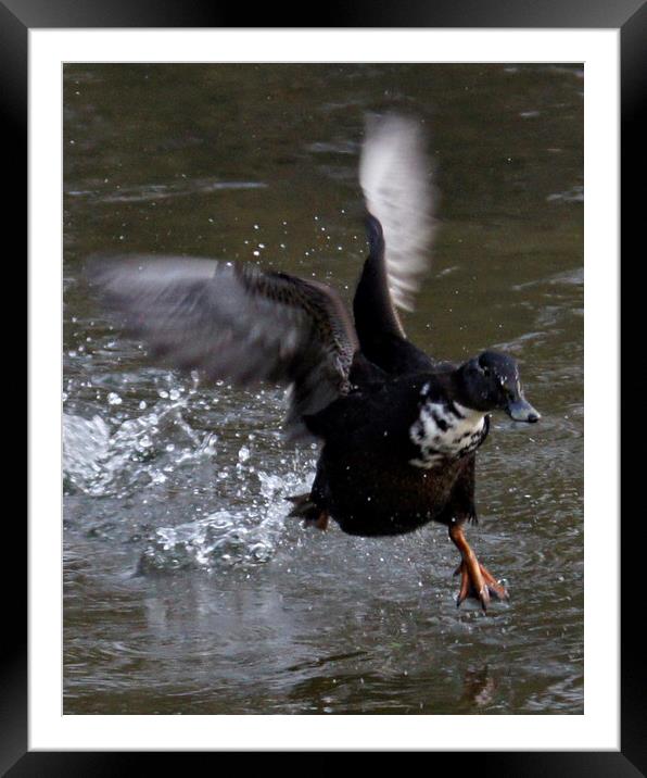 Heavy take-off ! Framed Mounted Print by Karl Butler