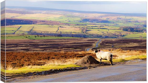 On the Moors Canvas Print by Jonathan Parkes