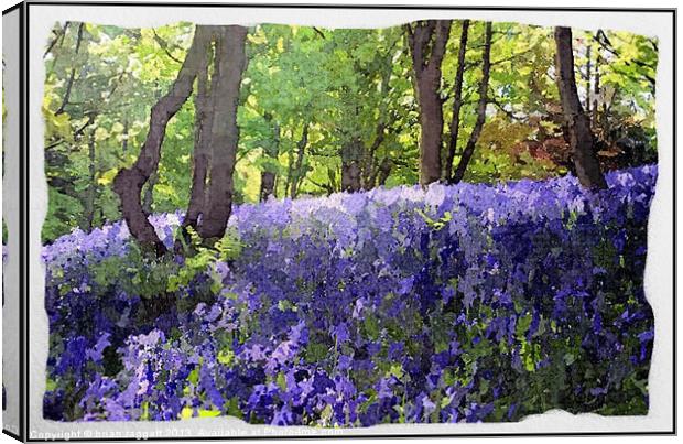 Blue Bell Glen Water Colour Canvas Print by Brian  Raggatt