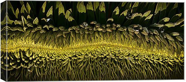 Patterns in plants Canvas Print by Tom Reed