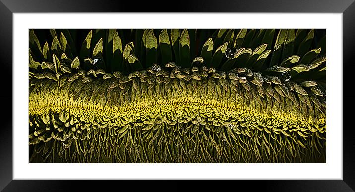 Patterns in plants Framed Mounted Print by Tom Reed
