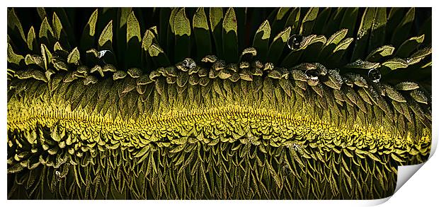 Patterns in plants Print by Tom Reed