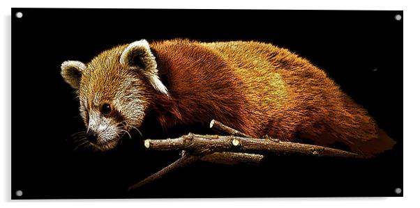 Posterised Red Panda Acrylic by Tom Reed