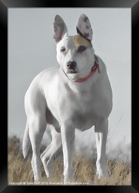 English Bull Terrier Cross Framed Print by Tylie Duff Photo Art
