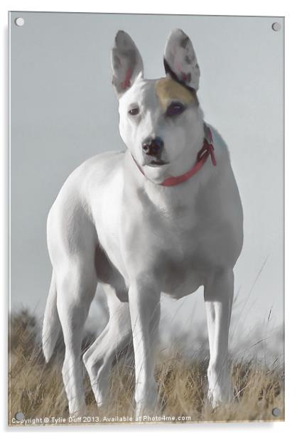 English Bull Terrier Cross Acrylic by Tylie Duff Photo Art