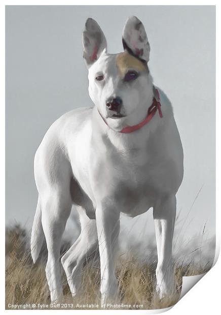 English Bull Terrier Cross Print by Tylie Duff Photo Art