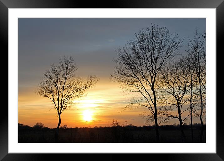 Trees at Sunset Framed Mounted Print by Tony Murtagh