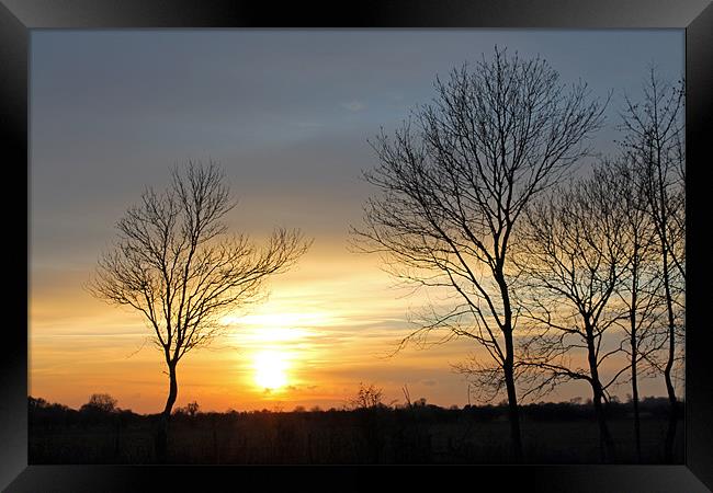 Trees at Sunset Framed Print by Tony Murtagh