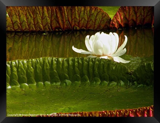 Giant Water Lilies Framed Print by Sean Foreman