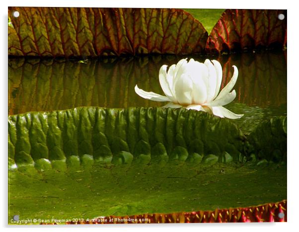 Giant Water Lilies Acrylic by Sean Foreman
