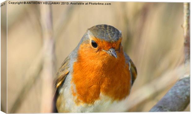 Robin close up Canvas Print by Anthony Kellaway