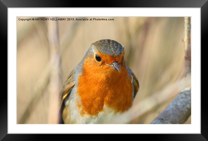 Robin close up Framed Mounted Print by Anthony Kellaway