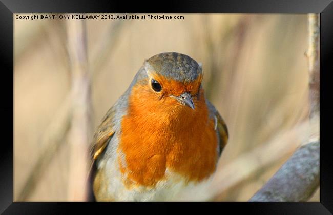 Robin close up Framed Print by Anthony Kellaway