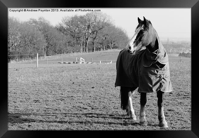 A Black Country Horse Framed Print by Andrew Poynton