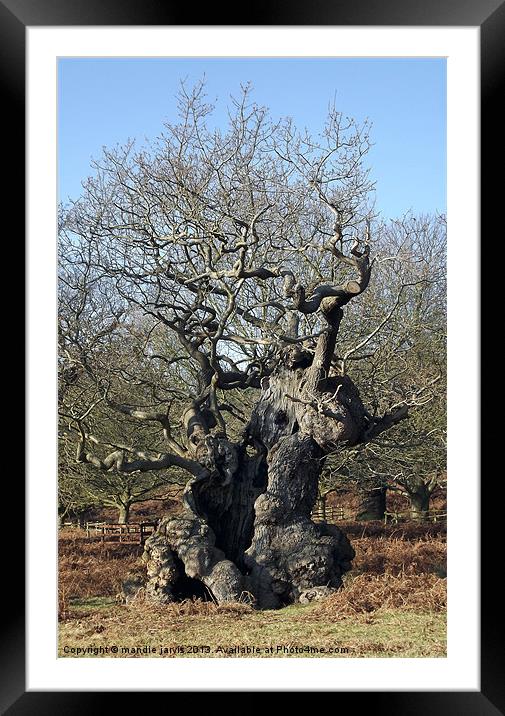 Curly Whirly Tree Framed Mounted Print by Mandie Jarvis