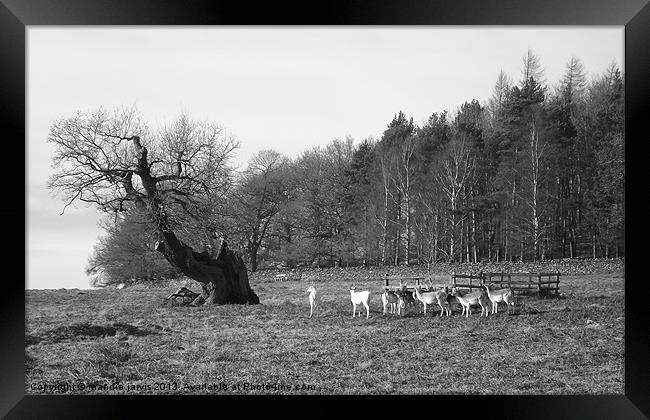 Such A Deer View! Framed Print by Mandie Jarvis
