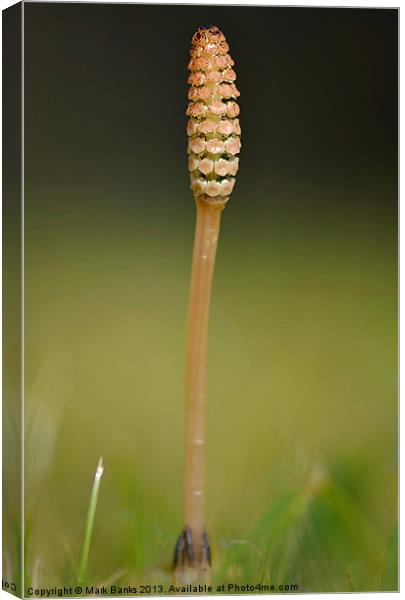 Horsetail Canvas Print by Mark  F Banks