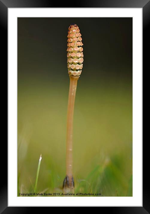 Horsetail Framed Mounted Print by Mark  F Banks