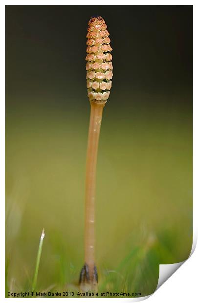 Horsetail Print by Mark  F Banks