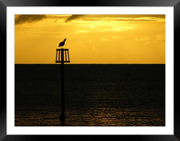 Squawking Seagull Framed Mounted Print by Dave Bell