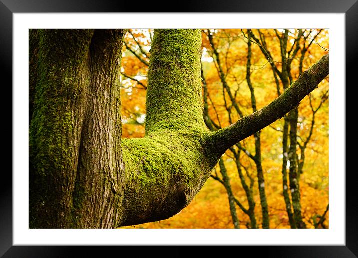 Inside The Golden Forest Framed Mounted Print by Alan Jacobs