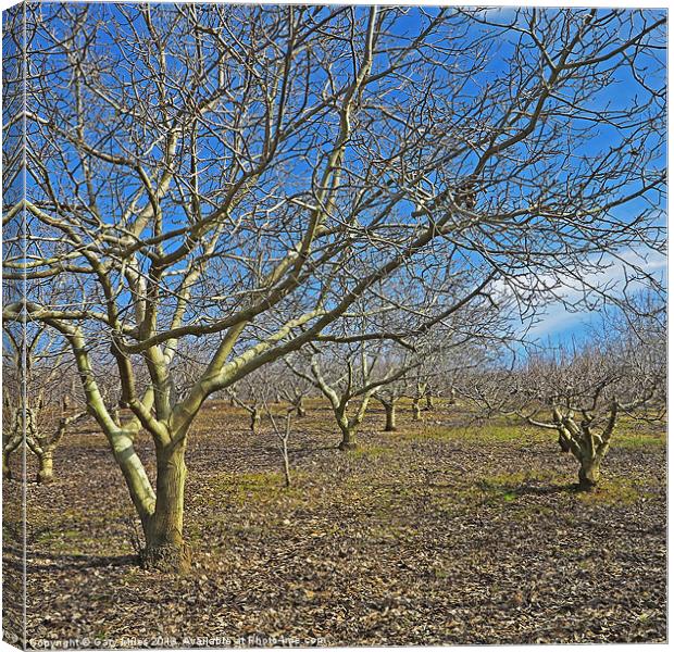 Nut trees Canvas Print by Gary Miles