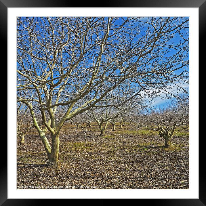 Nut trees Framed Mounted Print by Gary Miles