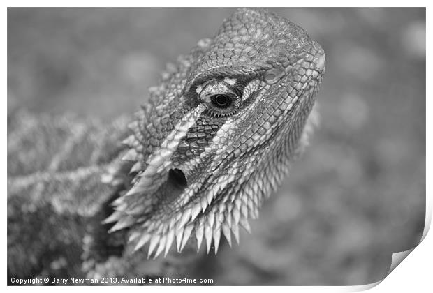 Bearded Dragon Print by Barry Newman