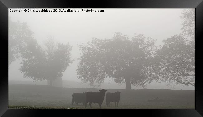 Grazing in the morning mist Framed Print by Chris Wooldridge