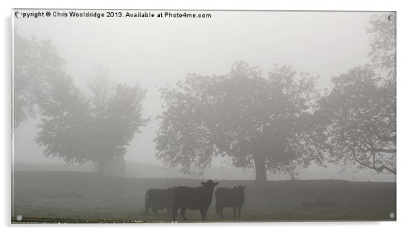Grazing in the morning mist Acrylic by Chris Wooldridge