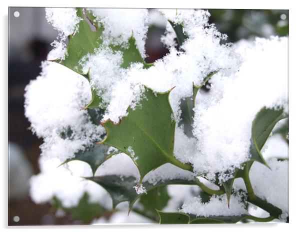snow covered holly Acrylic by carin severn
